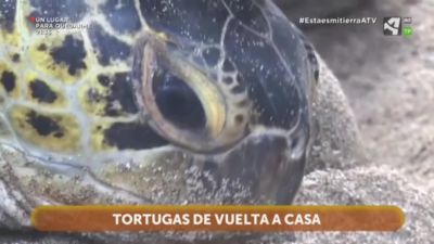 Tortugas de vuelta al mar