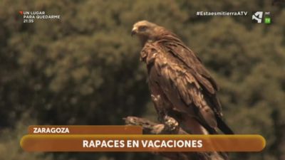 Rapaces en vacaciones