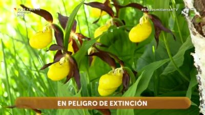 Protegidas: Tortugas y Zapatito de Dama