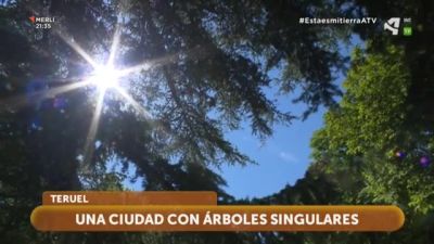 Árboles singulares de la ciudad de Teruel
