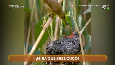 ¡Pues vaya con el Cuco!