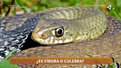 Víbora o Culebra