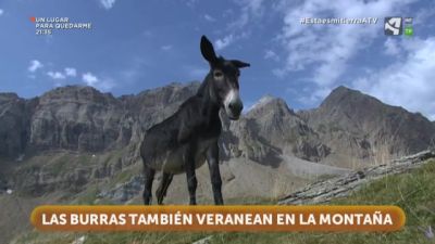 Burras en una Reserva de la Biosfera