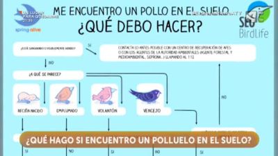 Polluelos