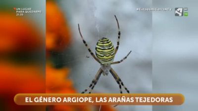 Las beneficiosas arañas tejedoras