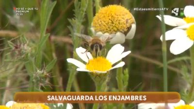 Abejas urbanas