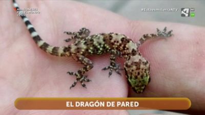 Salamanquesa, el dragón de pared