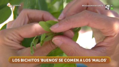 Insecticida natural y biológico