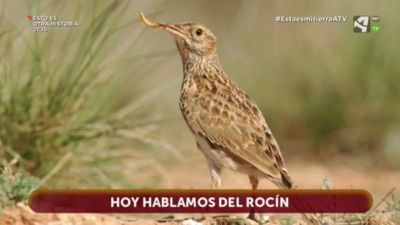 Rocín, el fantasma de la Estepa