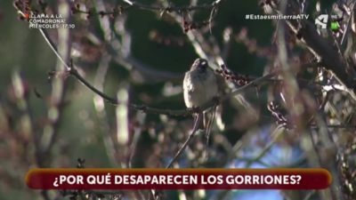 ¿Por qué desaparecen los gorriones?