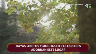 Bosque de Gamueta, Valle de Ansó - La Jacetania (Huesca)