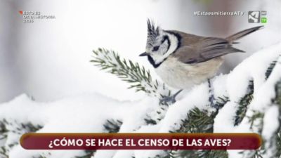 Censo de aves