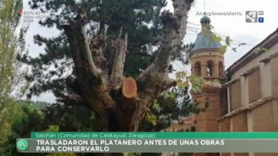 Sabiñán ama sus árboles