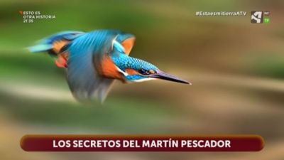 Martín Pescador