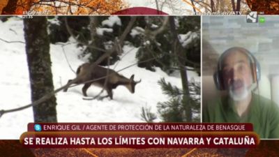 Conteo de sarrios en el Pirineo