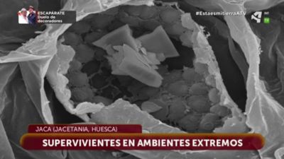 Supervivientes en ambientes extremos