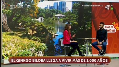 Ginkgo Biloba, el árbol más antiguo