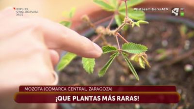 Plantas raras