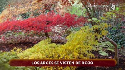 Los arces se visten de rojo al final del Otoño