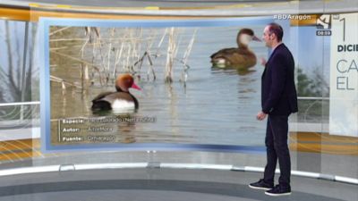 Aves: Pato Colorado (Netta rufina)