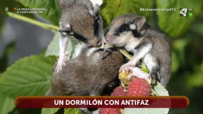 Lirón Careto: un dormilón con antifaz