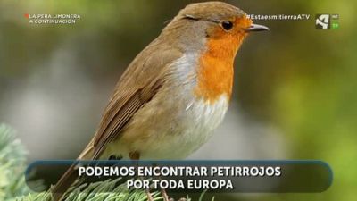 Más sobre el Petirrojo
