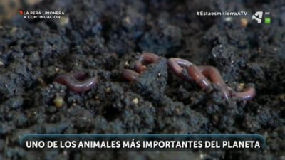 Lombriz de tierra