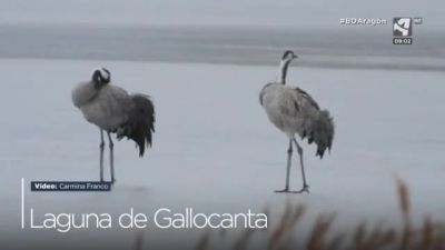 Grullas sobre el hielo y Alcaudón real