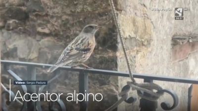 Acentor alpino