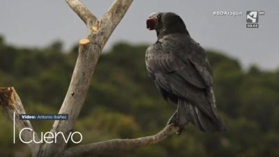 Cuervo