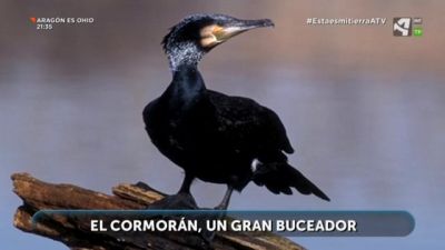 Cormorán