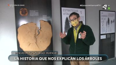 Los árboles cuentan su historia