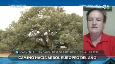 La Carrasca milenaria de Lecina