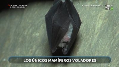 Murciélagos: mamíferos, voladores y muy beneficiosos