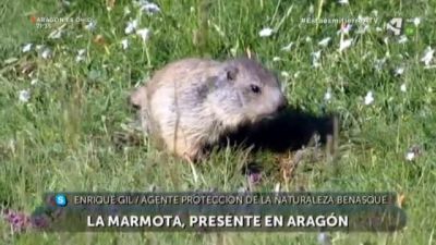 Marmotas en el Pirineo