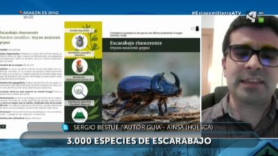 Escarabajos de la provincia de Huesca