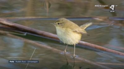 Mosquitero Común