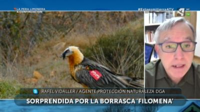 Batán vuelve a casa