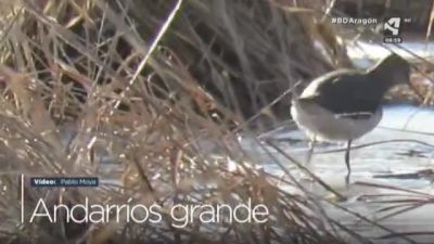 Andarríos grande