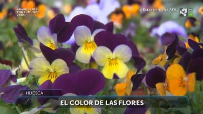 El color de las flores