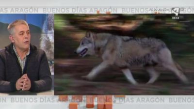 Lobo (II)