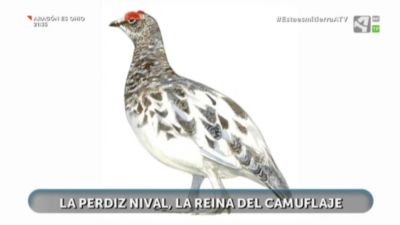Perdiz Nival