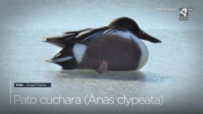Pato Cuchara