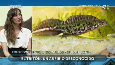 Tritón jaspeado