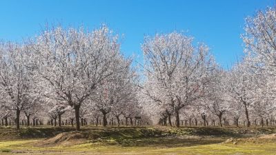 Campo de almendros