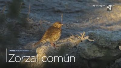 Zorzal común