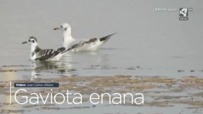 Gaviota enana