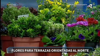 Primavera en flor