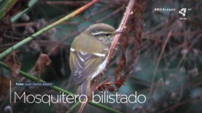 Mosquitero bilistado