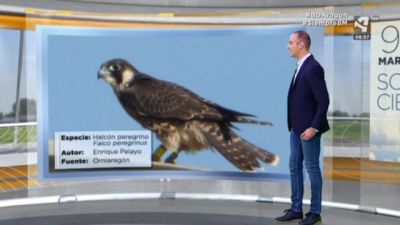 Halcón peregrino